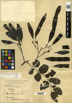 Dalbergia granadillo image