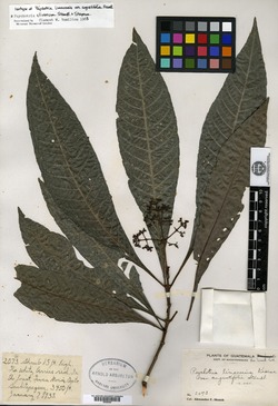 Psychotria clivorum image