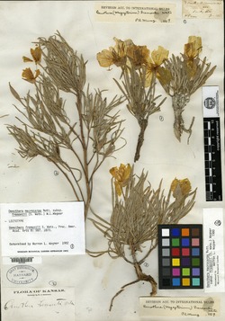 Oenothera fremontii image