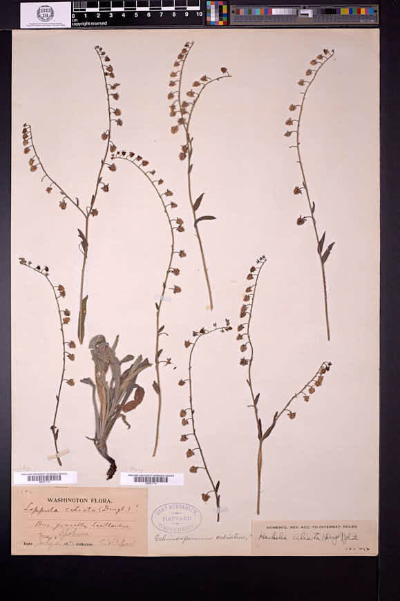 Hackelia ciliata image