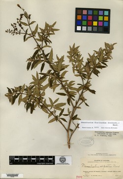 Image of Monochaetum floribundum