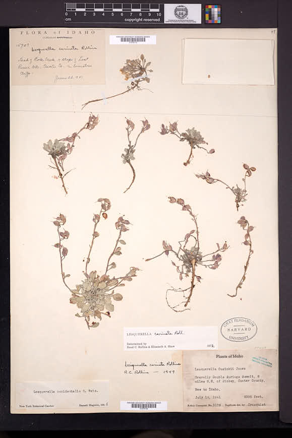 Image of Physaria carinata