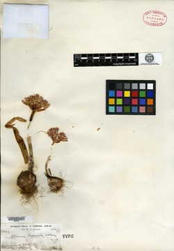Allium breweri image