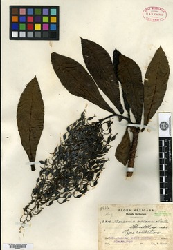 Image of Bocconia oblanceolata