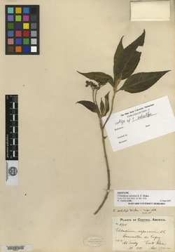 Image of Clibadium leiocarpum