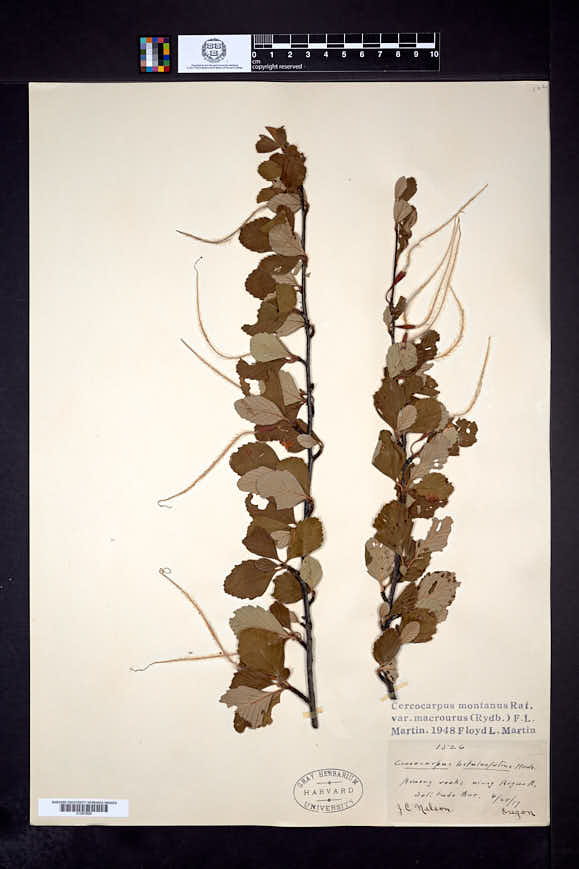 Cercocarpus montanus var. macrourus image