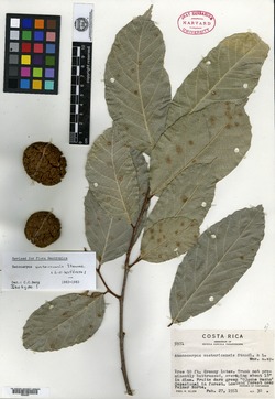 Image of Batocarpus costaricensis
