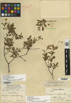 Coreopsis cuneifolia image
