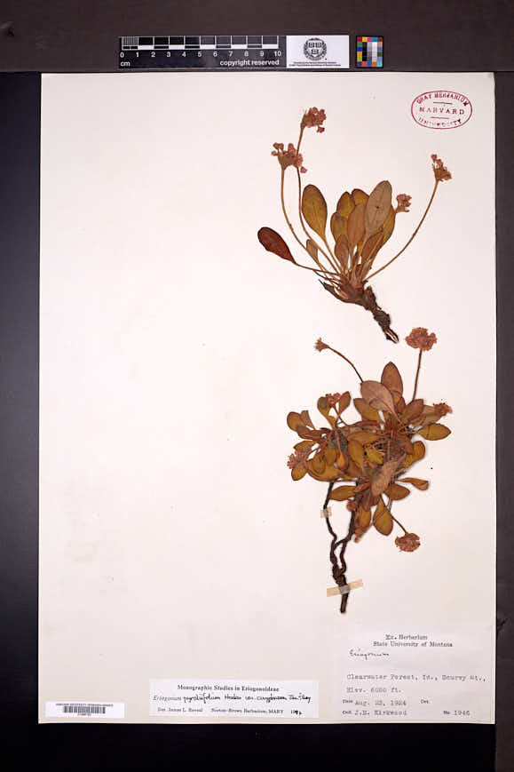 Eriogonum pyrolifolium var. coryphaeum image