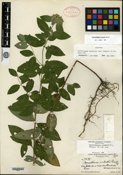 Image of Pycnanthemum umbratile