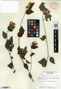 Image of Pavonia aurantia
