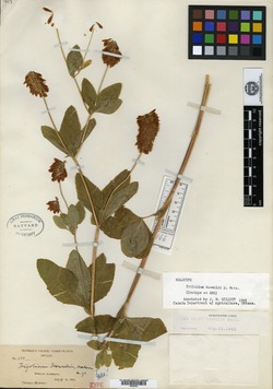 Image of Trifolium howellii