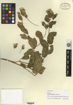 Image of Acourtia intermedia