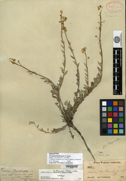 Image of Physaria lindheimeri