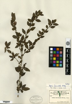 Image of Ayenia fasciculata