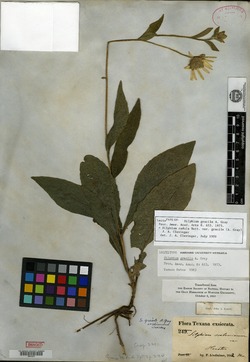 Image of Silphium gracile