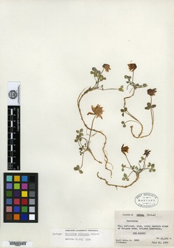 Image of Trifolium rollinsii