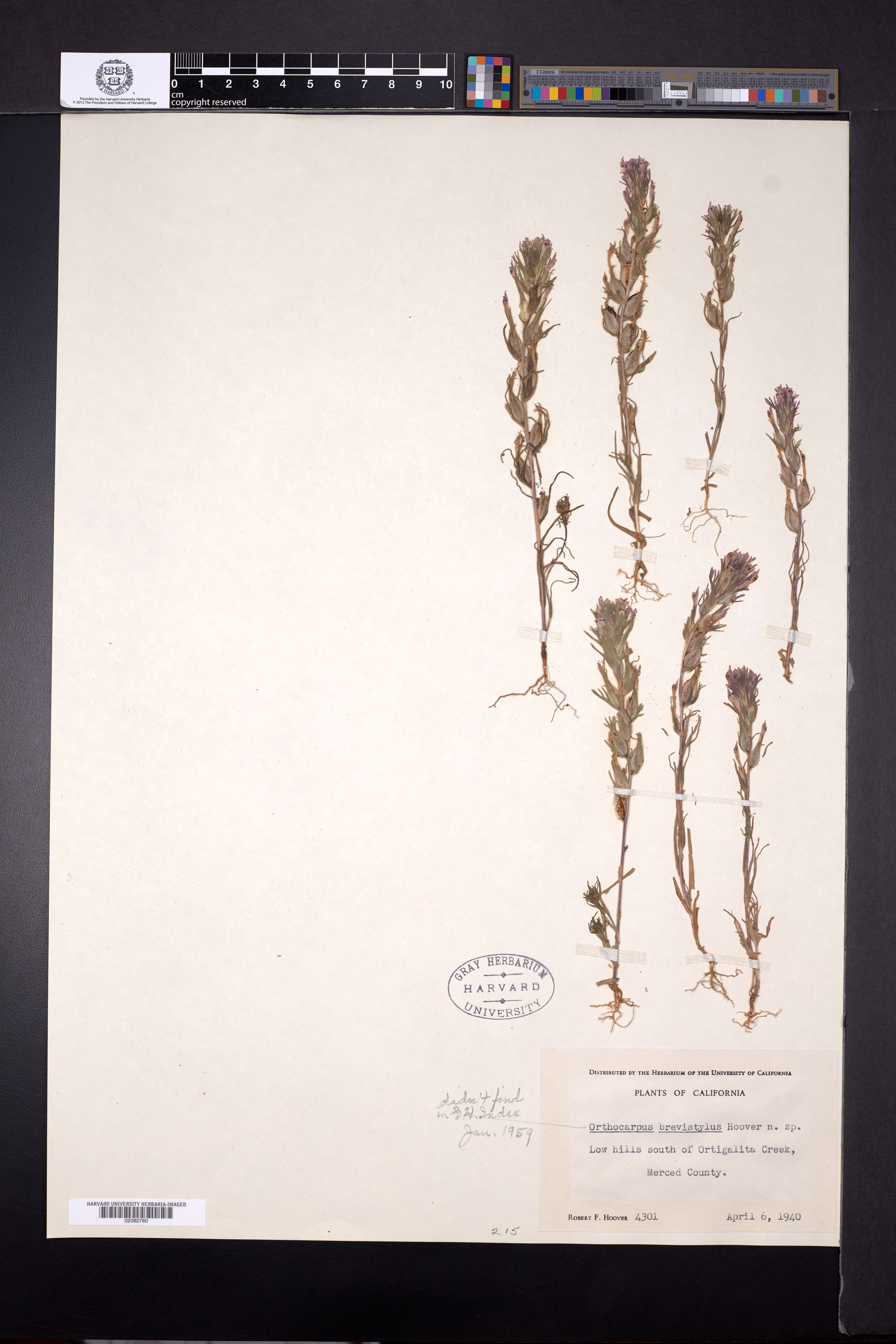 Orthocarpus brevistylus image
