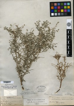 Image of Eritrichium racemosum