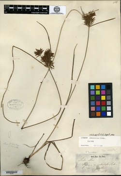Image of Cyperus camphoratus