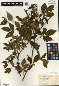Image of Rubus blakei