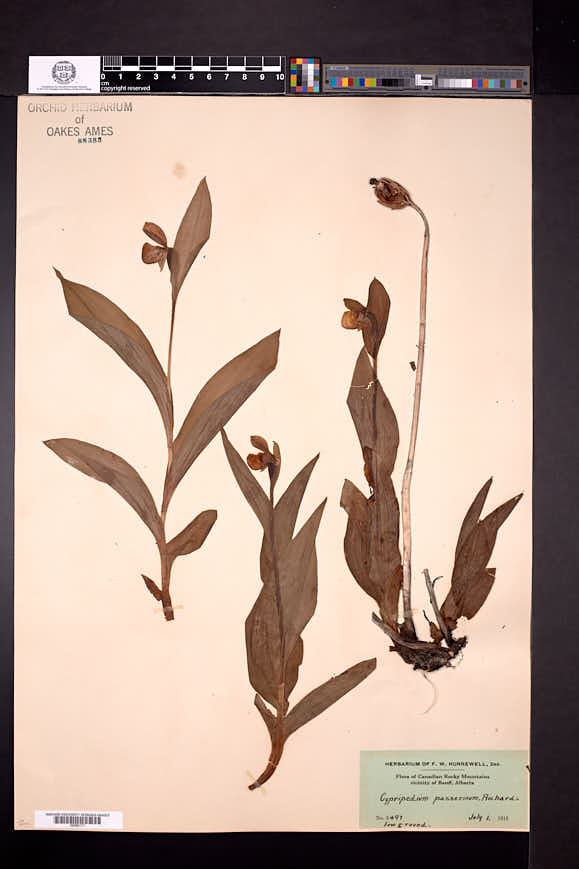 Cypripedium passerinum image