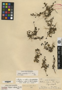 Image of Bidens anthemoides