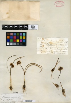 Allium macrum image