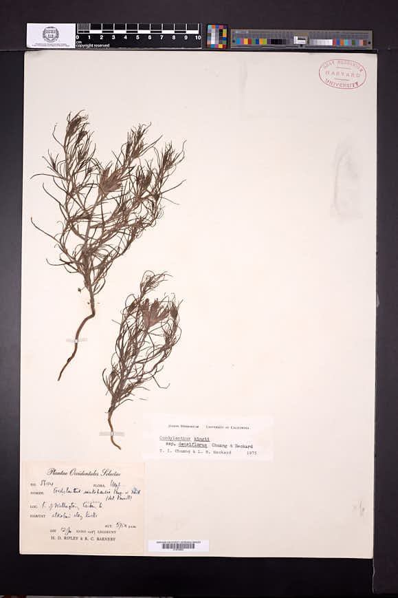Cordylanthus kingii subsp. densiflorus image