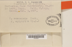 Cladonia santensis image