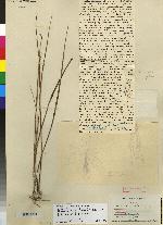 Bletia tenuifolia image