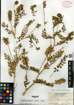 Image of Astragalus agnicidus