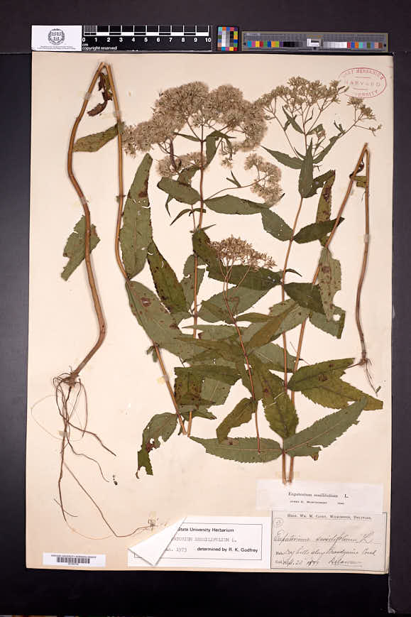 Eupatorium sessilifolium image