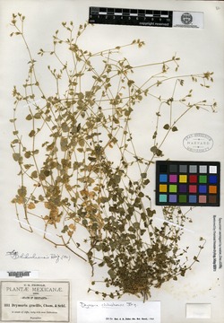 Image of Drymaria chihuahuensis