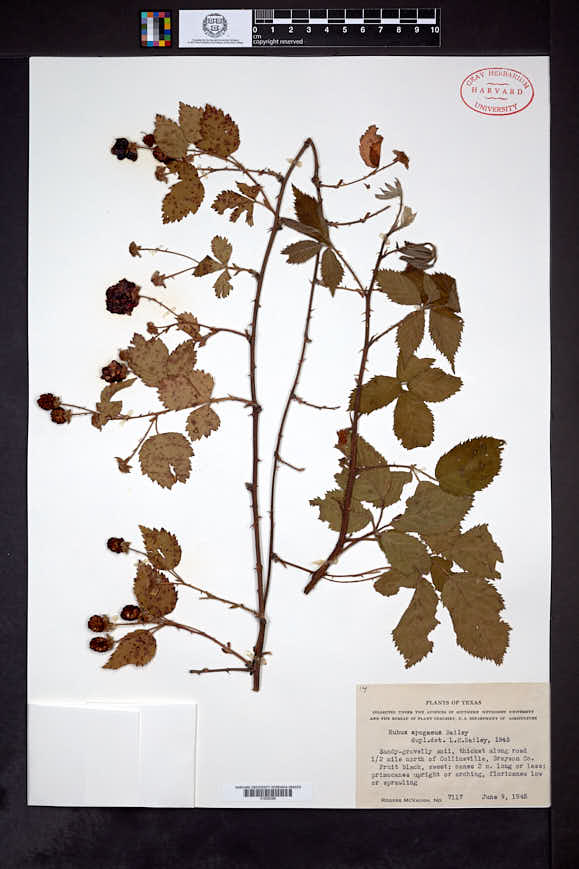 Image of Rubus apogaeus