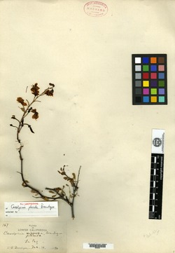 Caesalpinia placida image