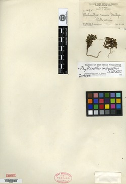 Phyllanthus imbricatus image