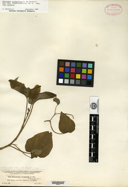 Peperomia bernoullii image
