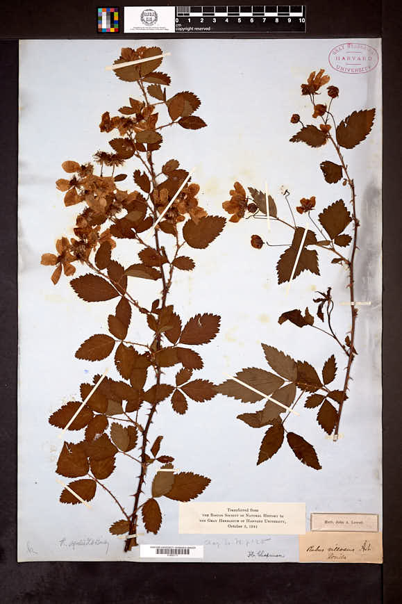 Image of Rubus agilis