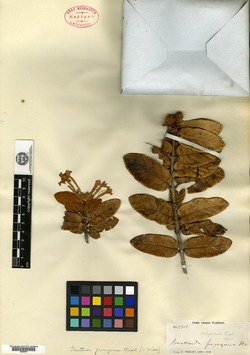Image of Guettarda ferruginea