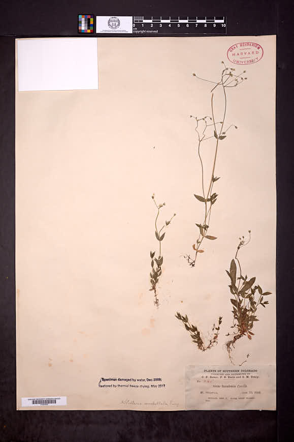 Stellaria ruscifolia image