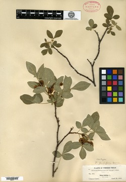 Image of Ptelea padifolia