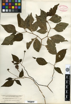 Image of Lycianthes quichensis