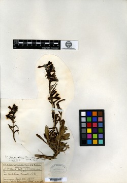 Image of Penstemon leptanthus