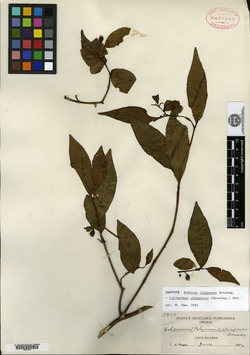Image of Lycianthes chiapensis