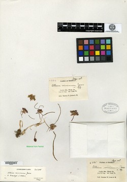 Image of Allium minimum