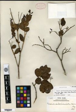 Image of Pisonia suborbiculata