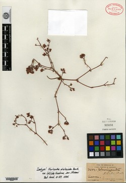 Chorizanthe staticoides var. latiloba image