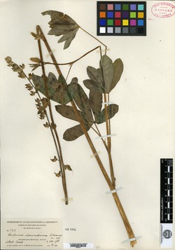 Image of Lupinus bernardinus