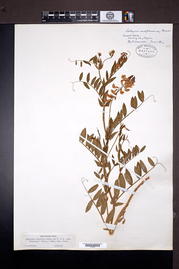 Lathyrus vestitus subsp. bolanderi image